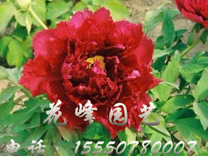 芳紀